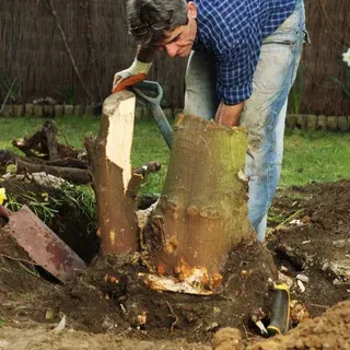 Backyard Stump Grinding Montgomery