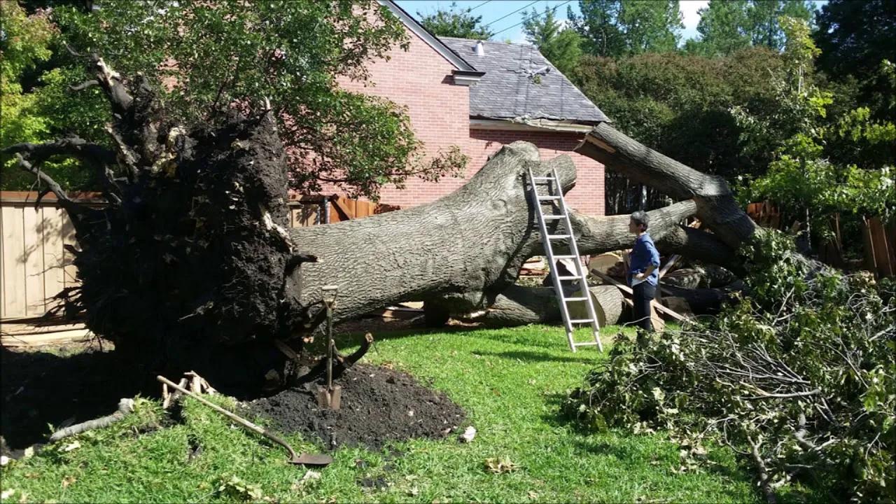 Property Clearing Services in Lemont for Overgrown Areas