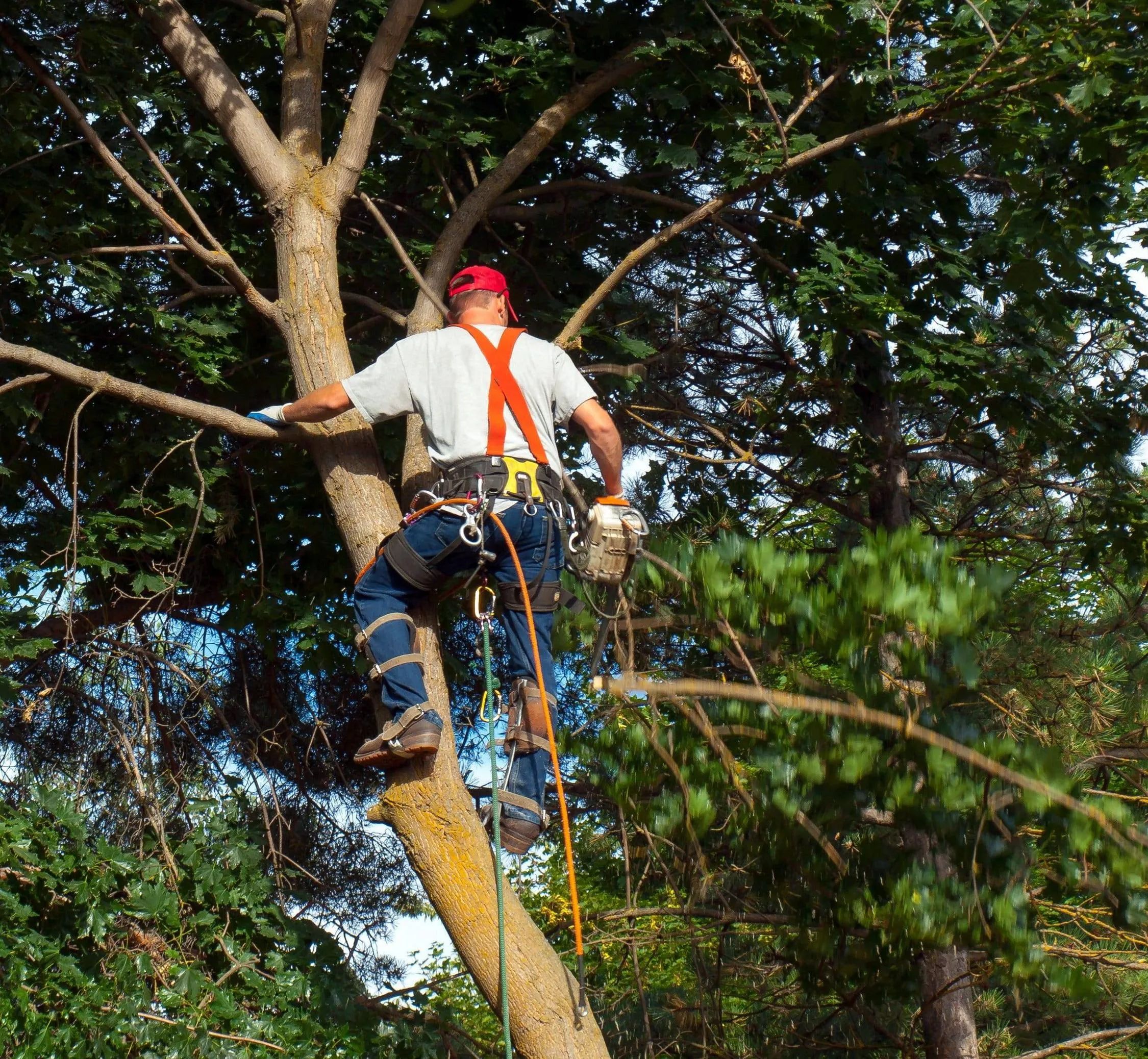 Commercial Tree Work for Romeoville Properties