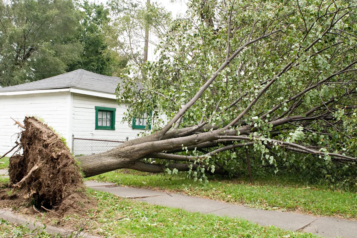 Residential Tree Professionals in Romeoville