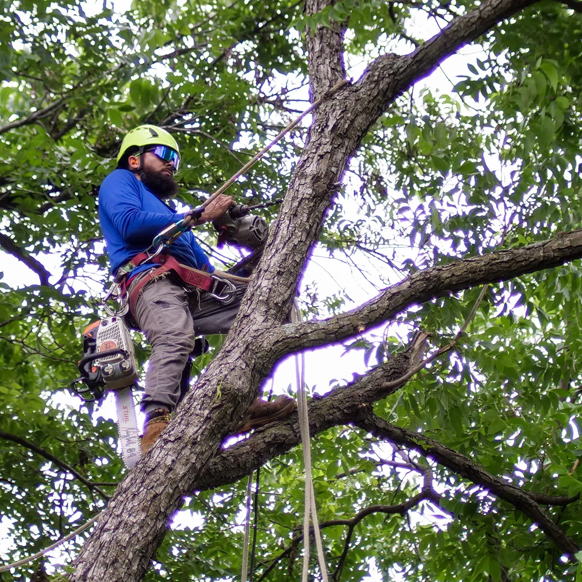 Tree Experts for Lisle Homes