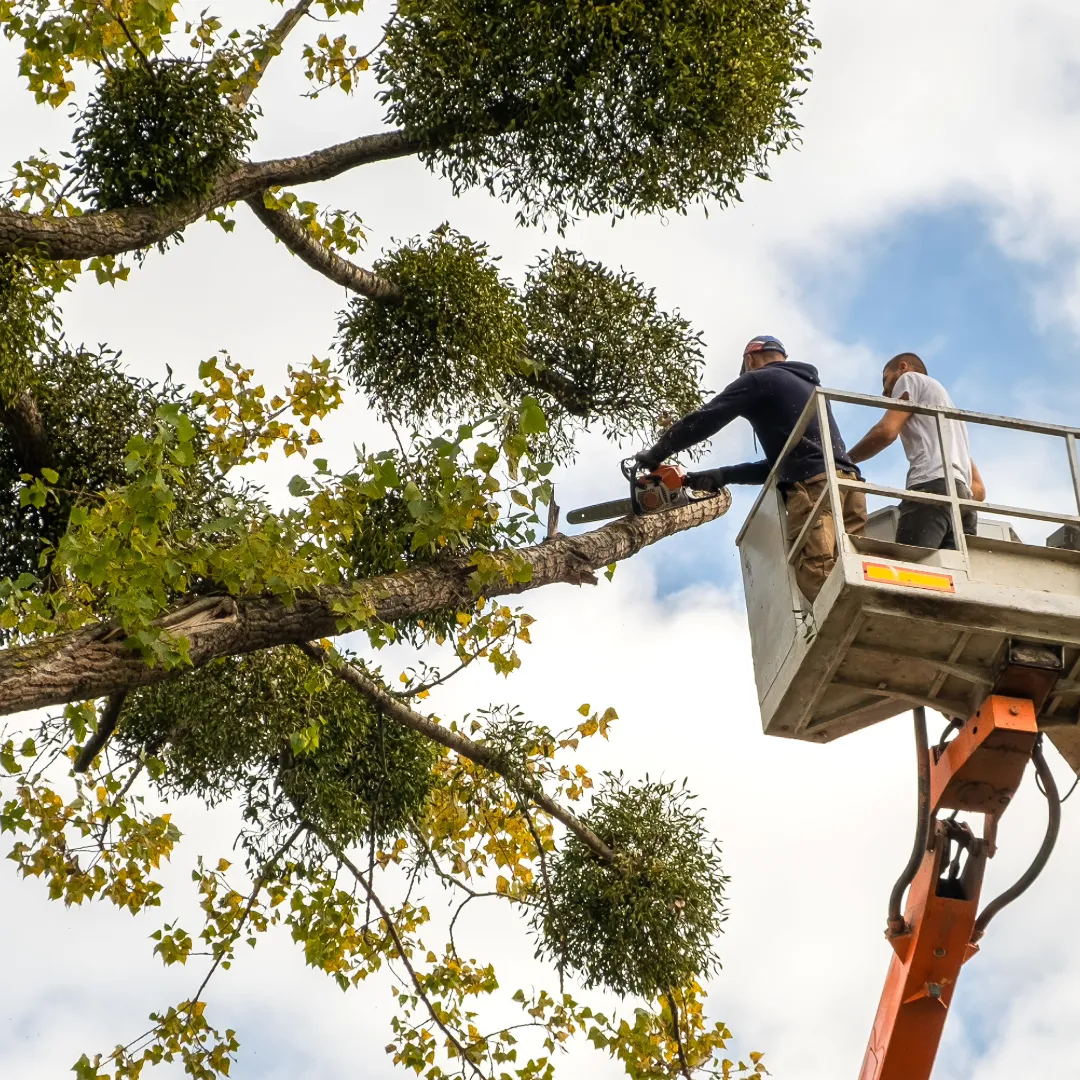 Business Tree Services in Wheaton