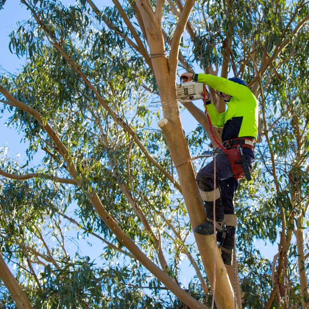 Residential Tree Maintenance in Wheaton, IL