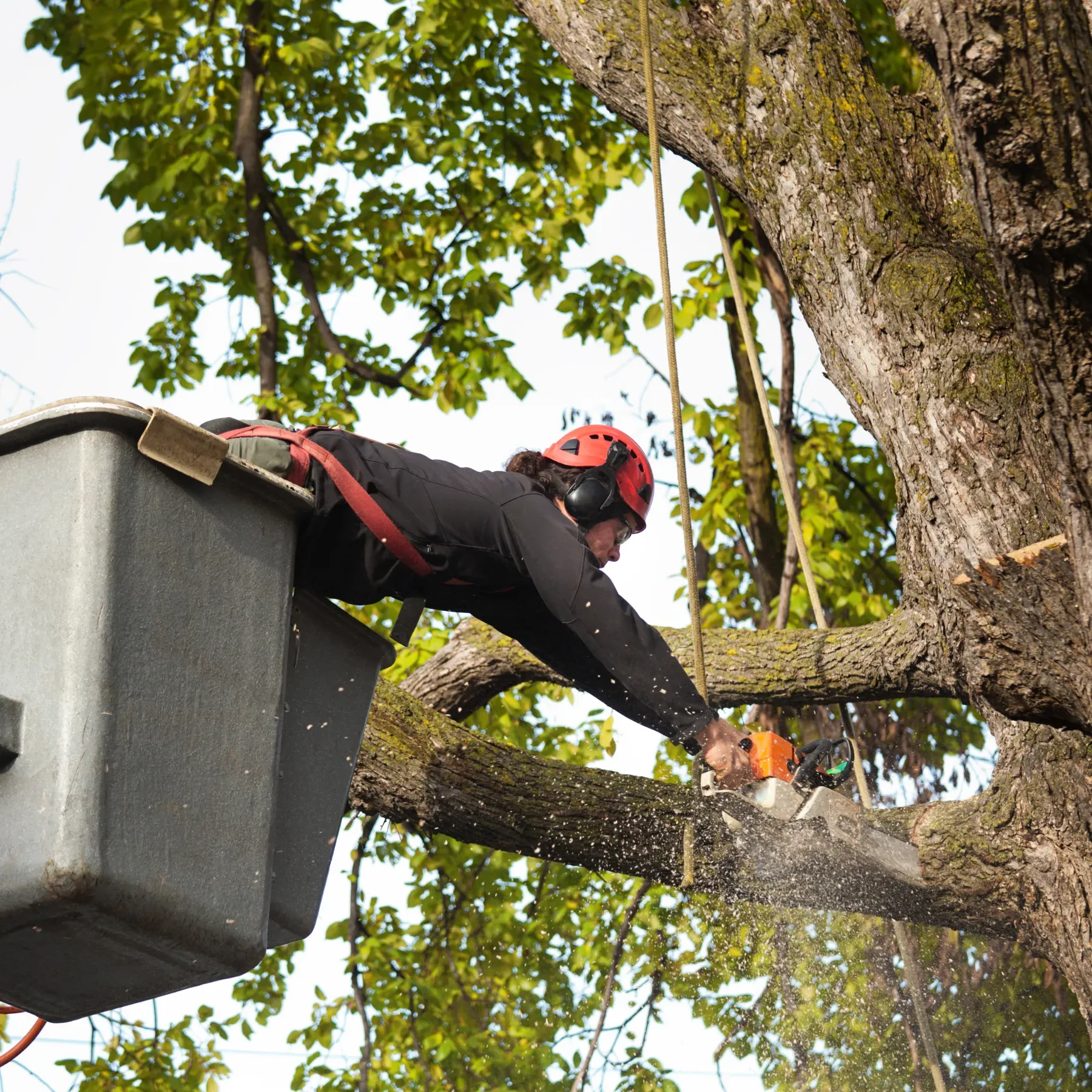 Commercial Tree Company in Lombard, IL