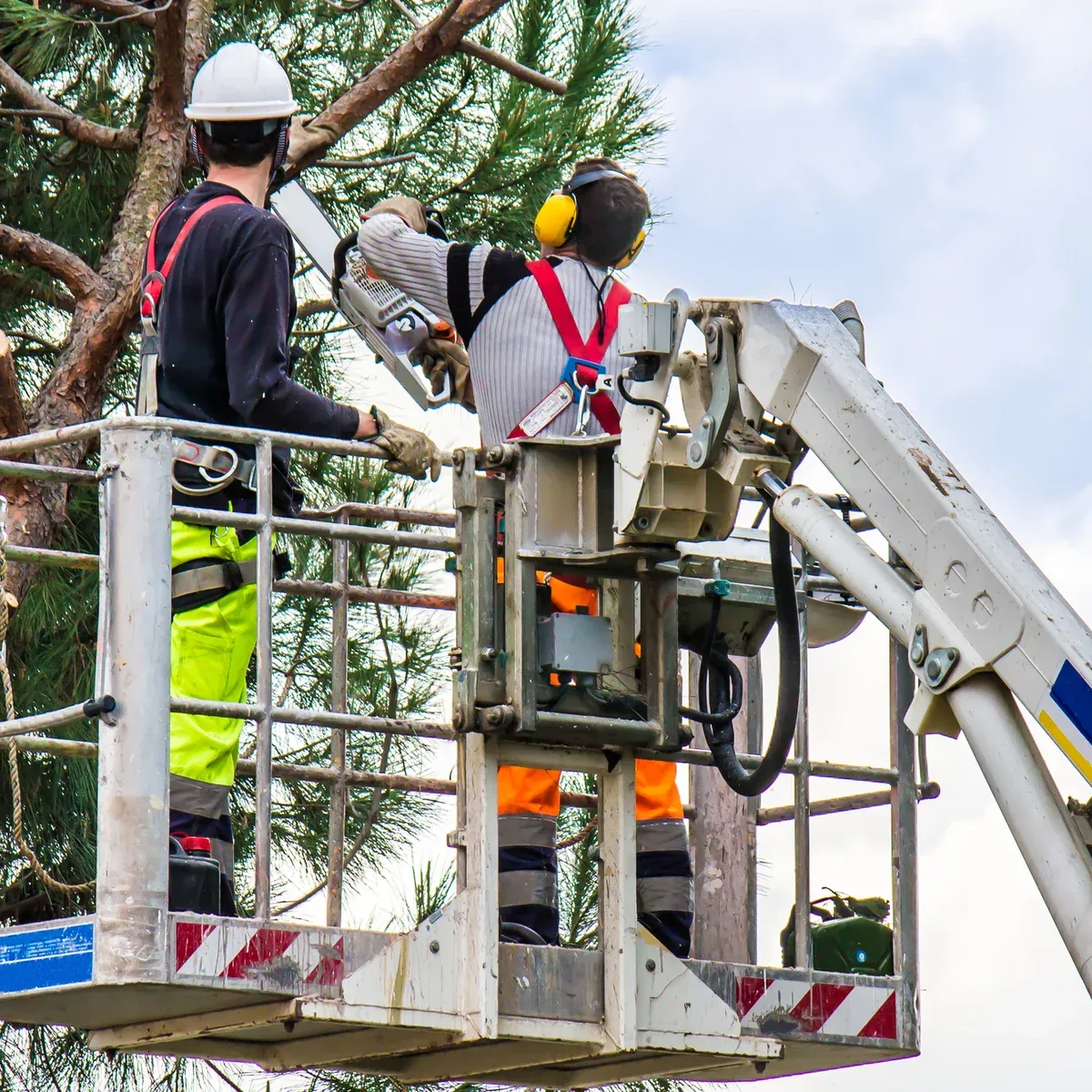 Residential Tree Experts for Lombard Homes