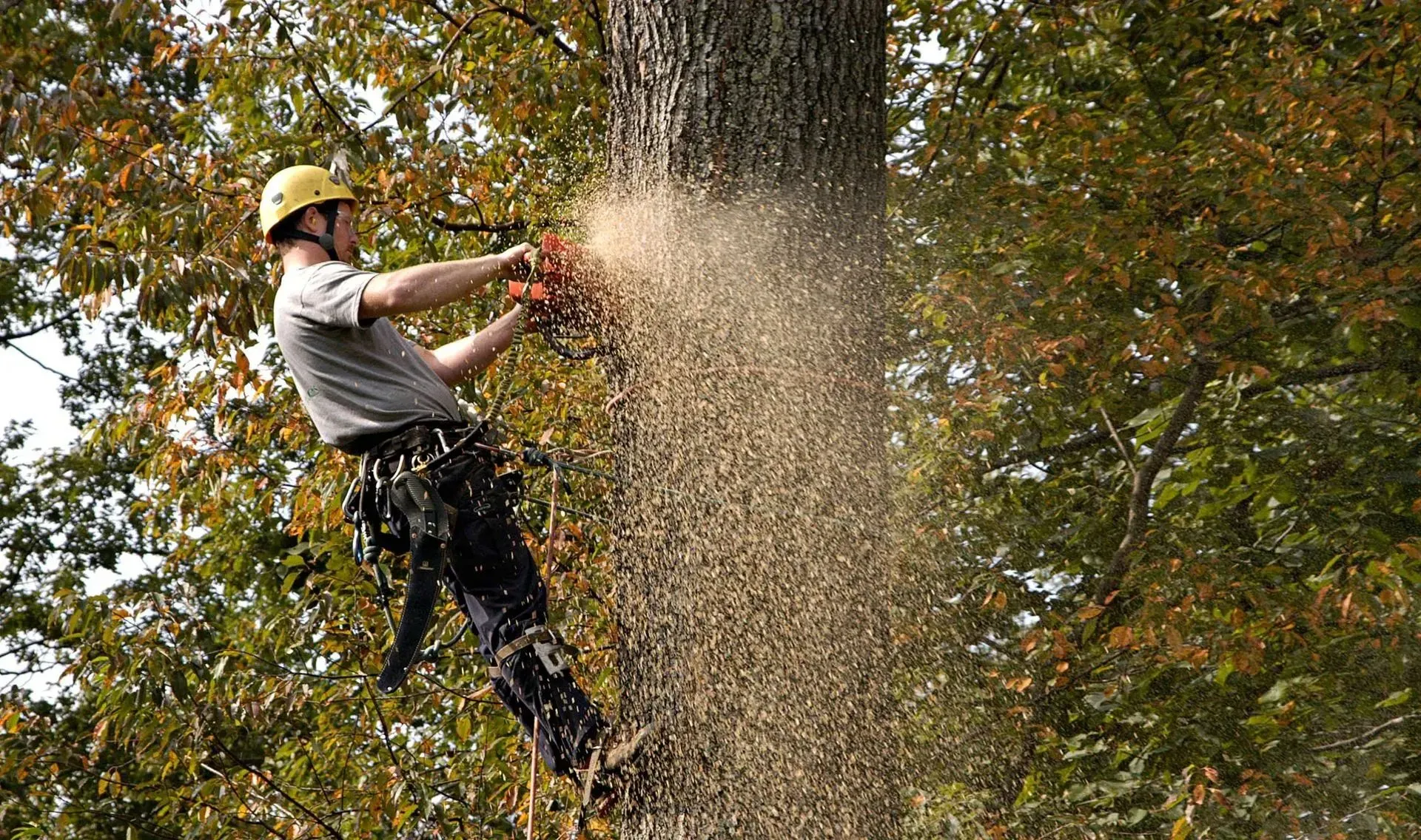 Tree & Landscape Contractors for Bigger Outdoor Projects in Downers Grove