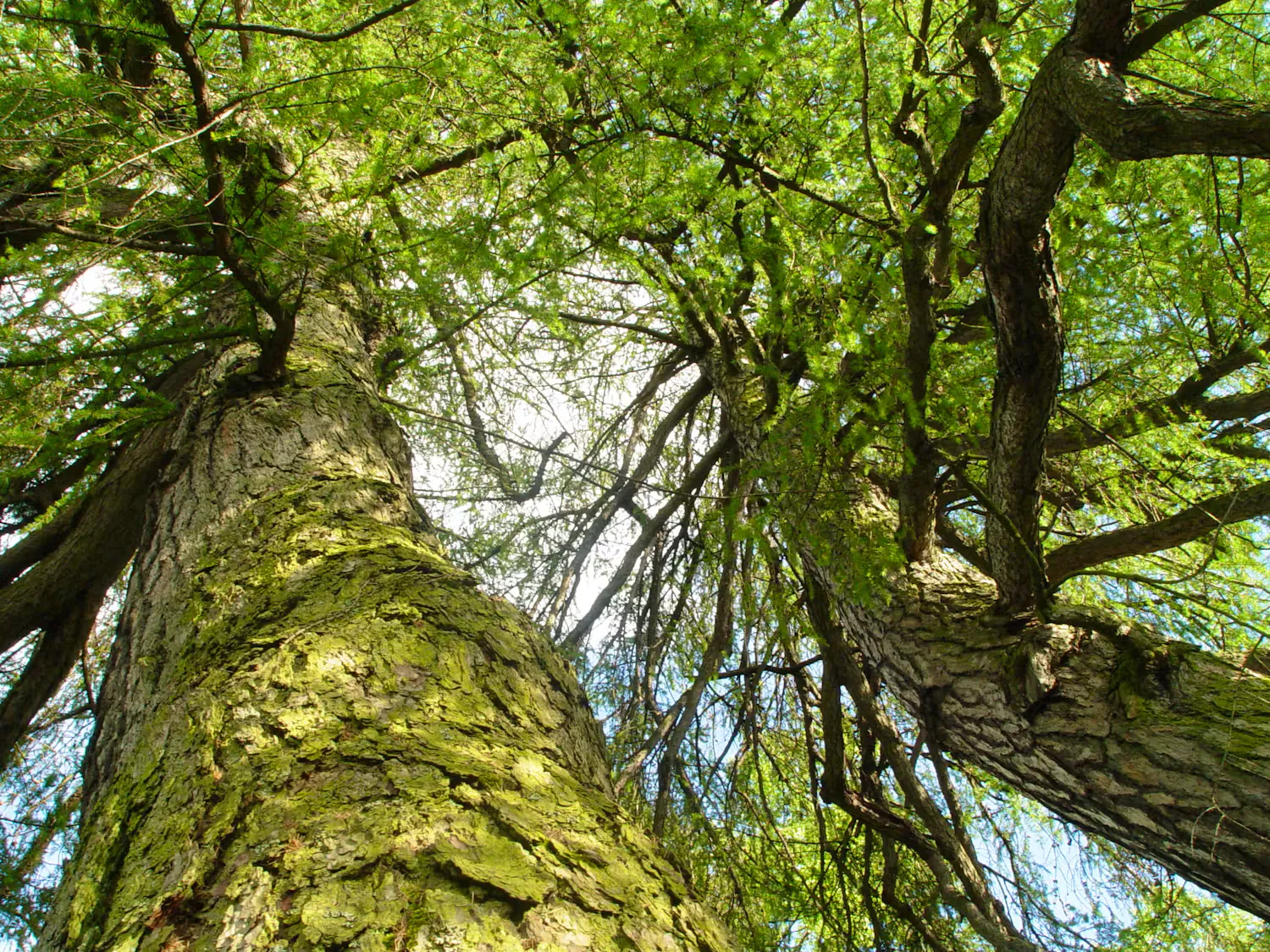 Residential Tree Company for Homer Glen Homes