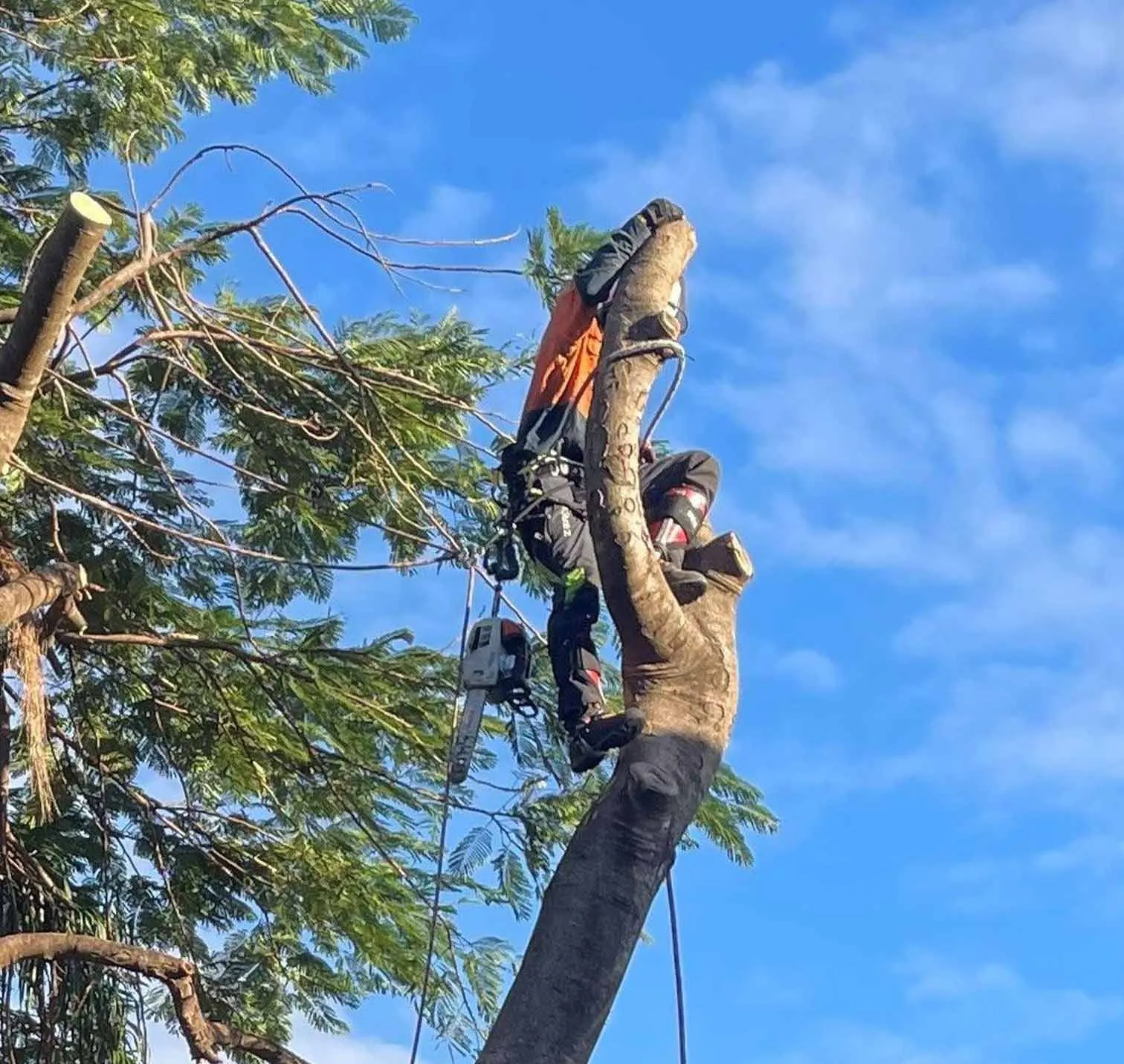 Commercial Tree Contractors in Woodridge