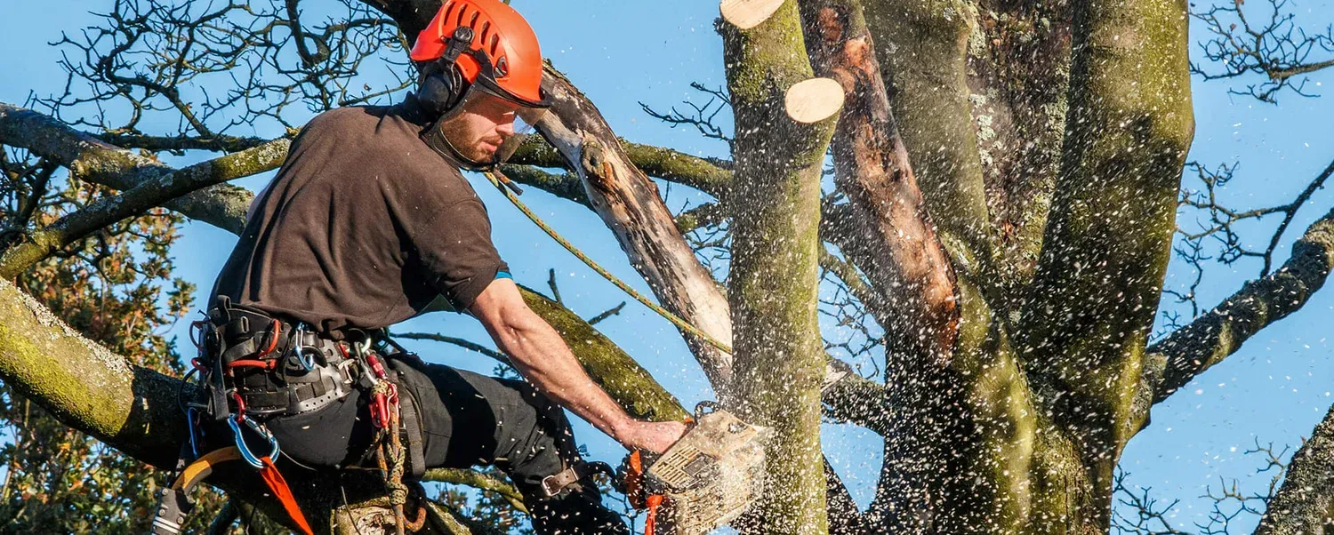 Land & Lot Clearing Services in Woodridge, IL