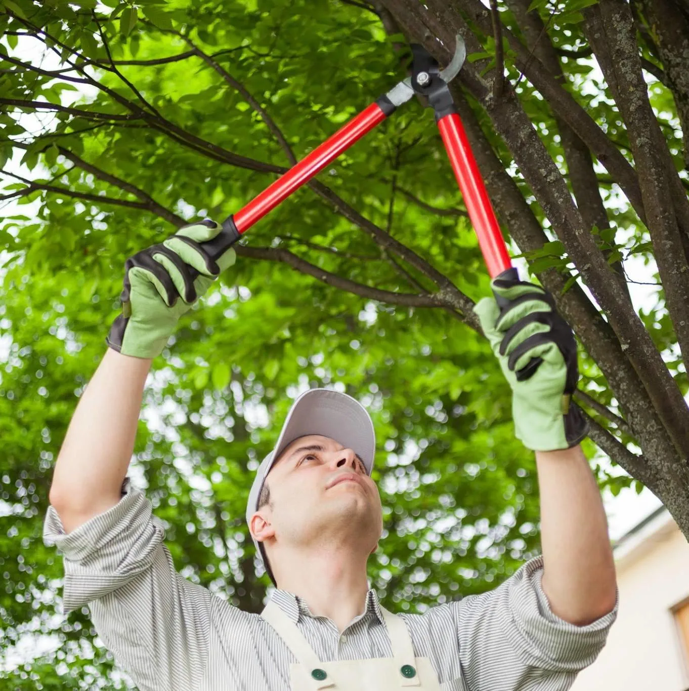 Home Tree Maintenance in Woodridge, IL