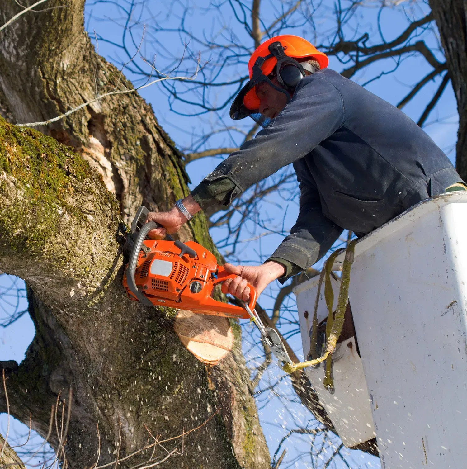Commercial Tree Work for Darien Properties