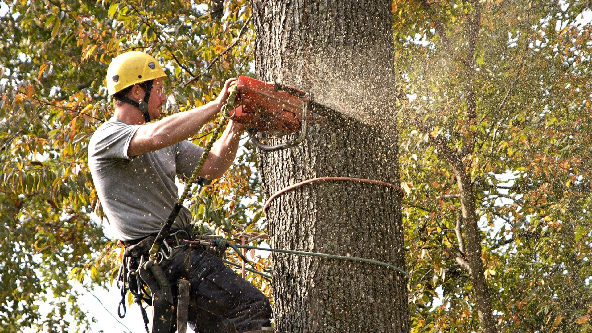 Emergency Tree Cleanup Available 24/7 in Aurora, IL