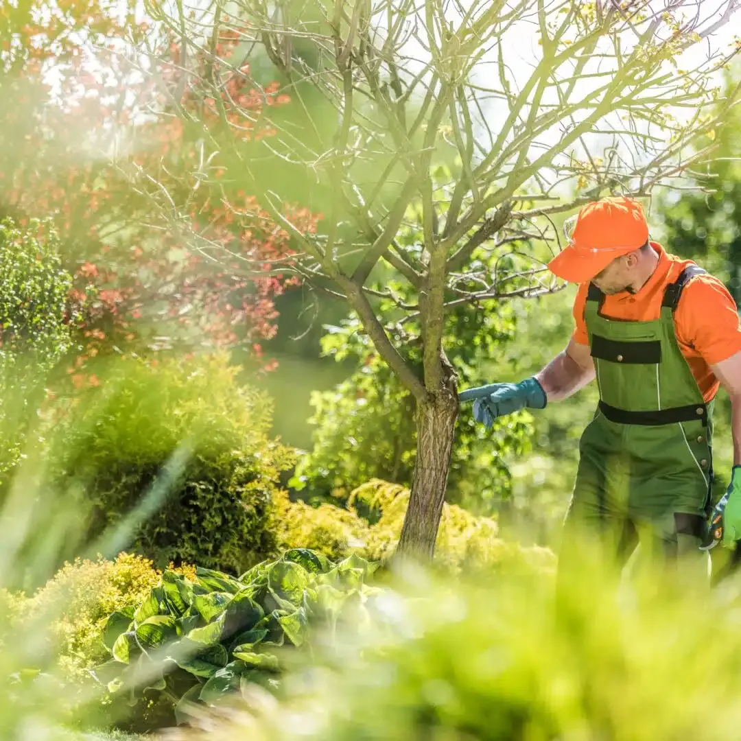 Commercial Tree Maintenance in Plainfield, IL