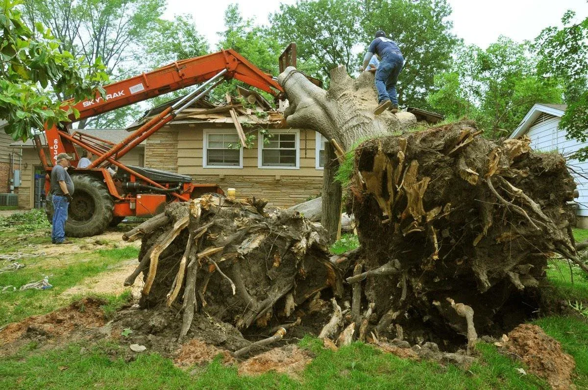 Property Clearing Professionals in Homer Glen, IL