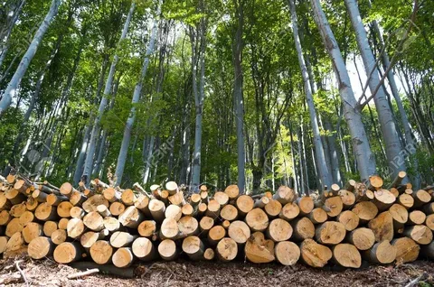 Storm-Damaged Trees & Outdoor Property Work in Plainfield