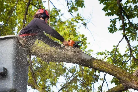 Tree Cleanup & Property Clearing in Westmont, IL