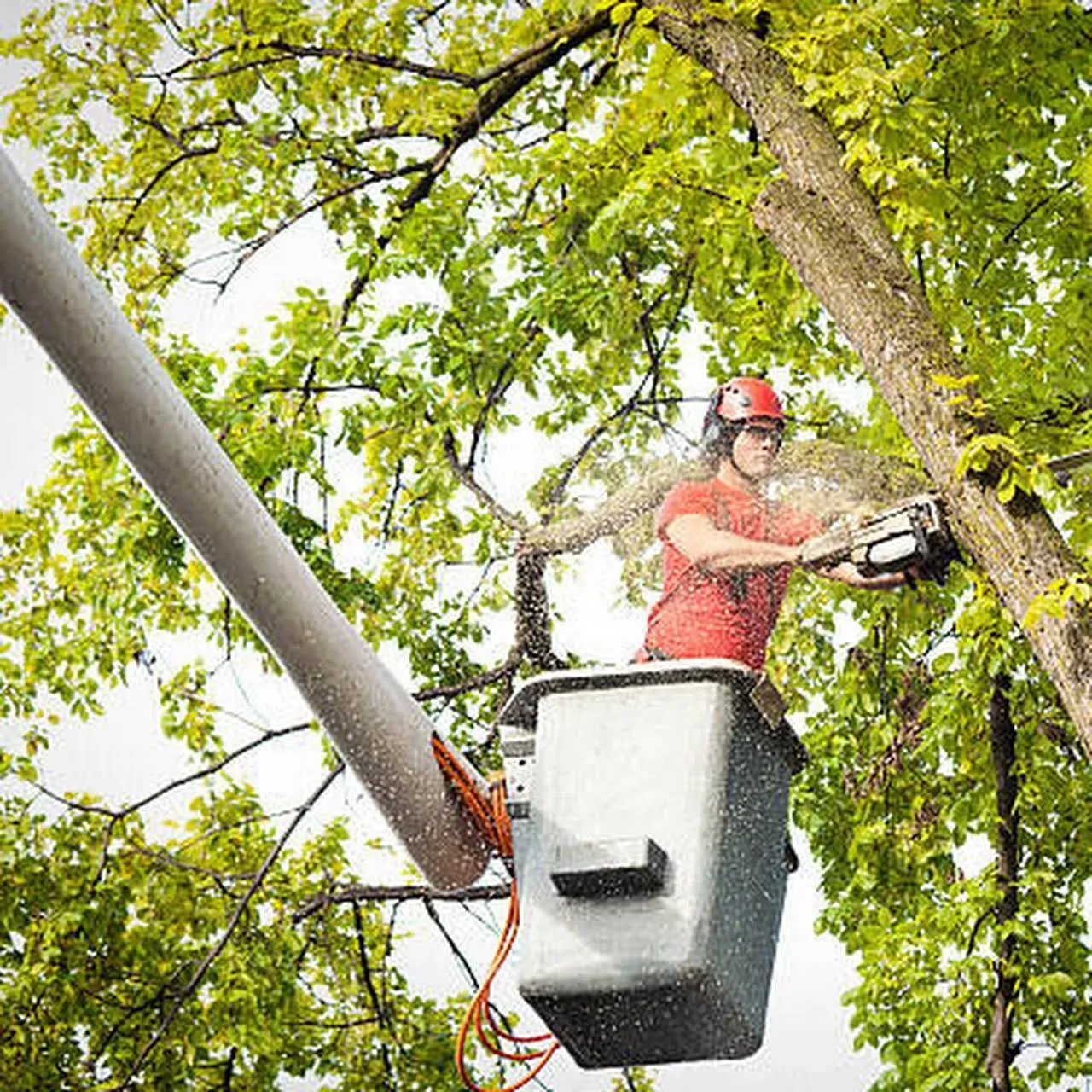 Commercial Tree Service Experts in Westmont, IL