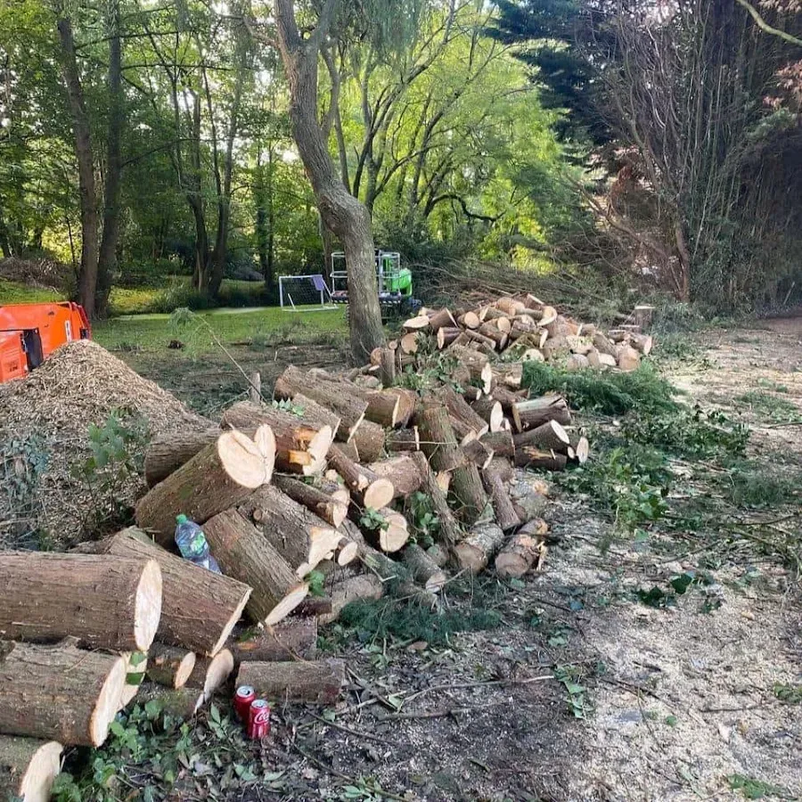 Residential Tree Professionals in Westmont