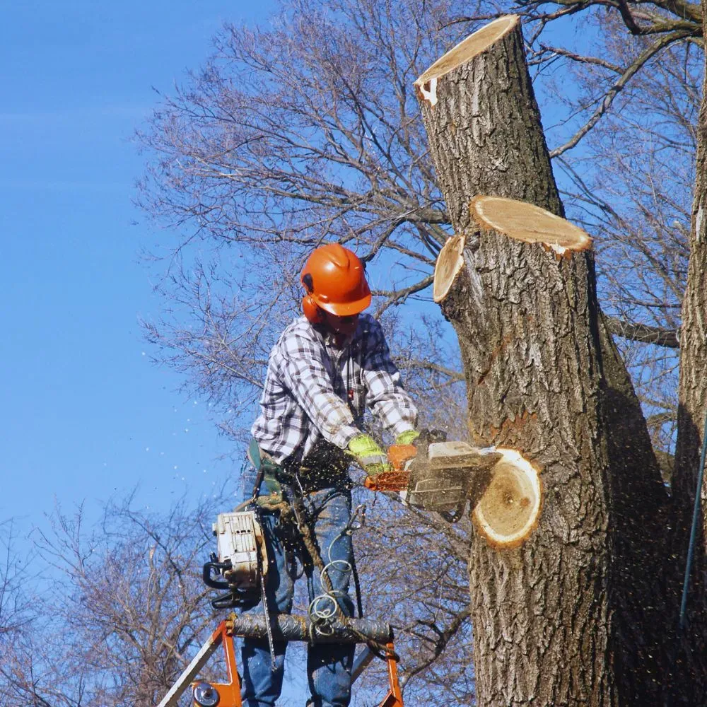 Commercial Tree Company Serving Glen Ellyn, IL