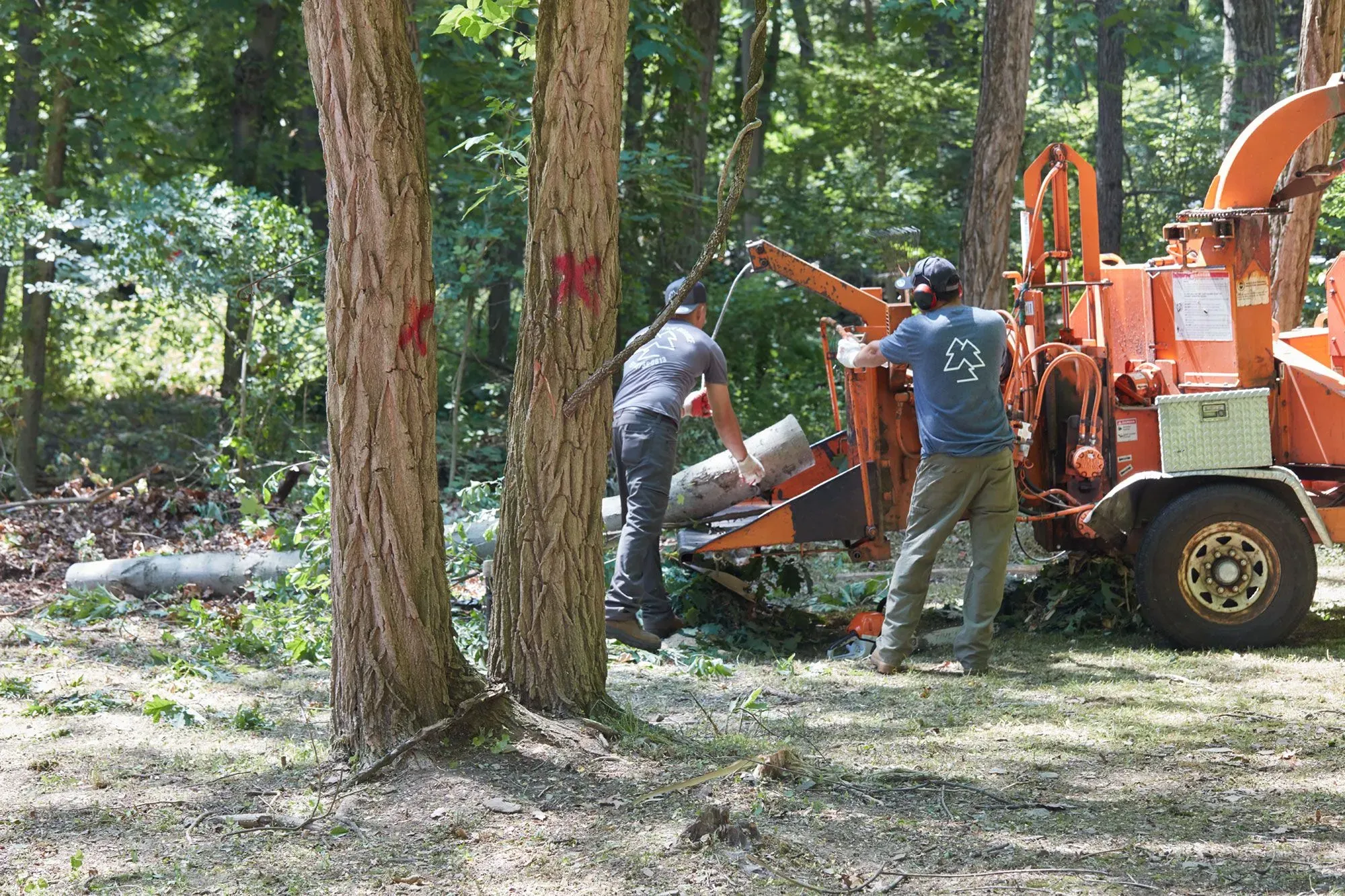 Storm Damage Tree Service & Land Clearing in Glen Ellyn