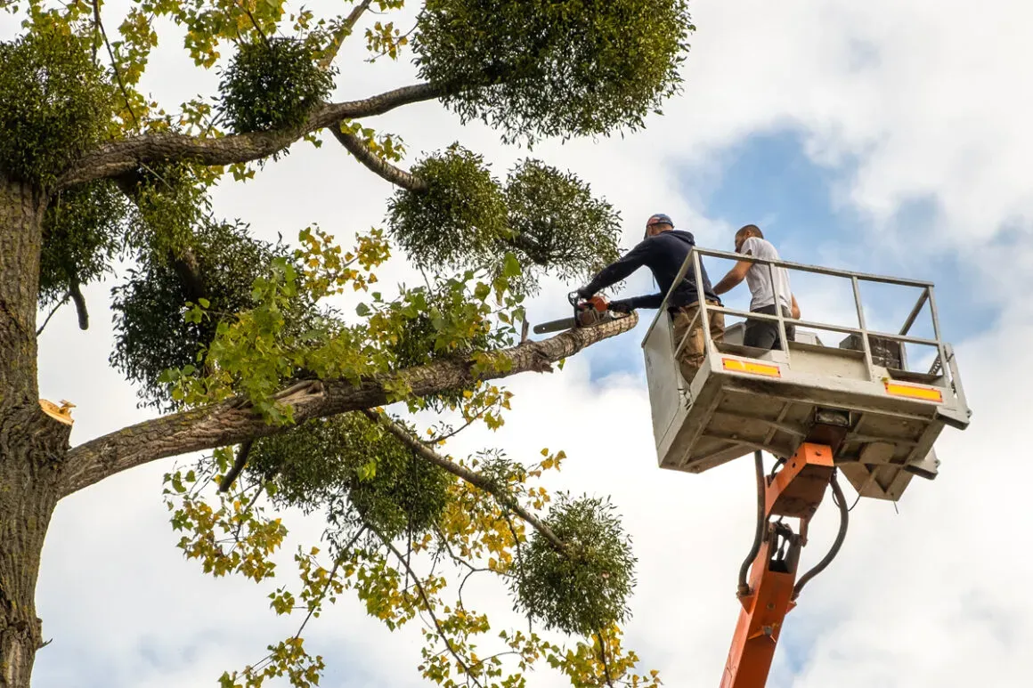 Tree Maintenance Beyond the Canopy in Lisle