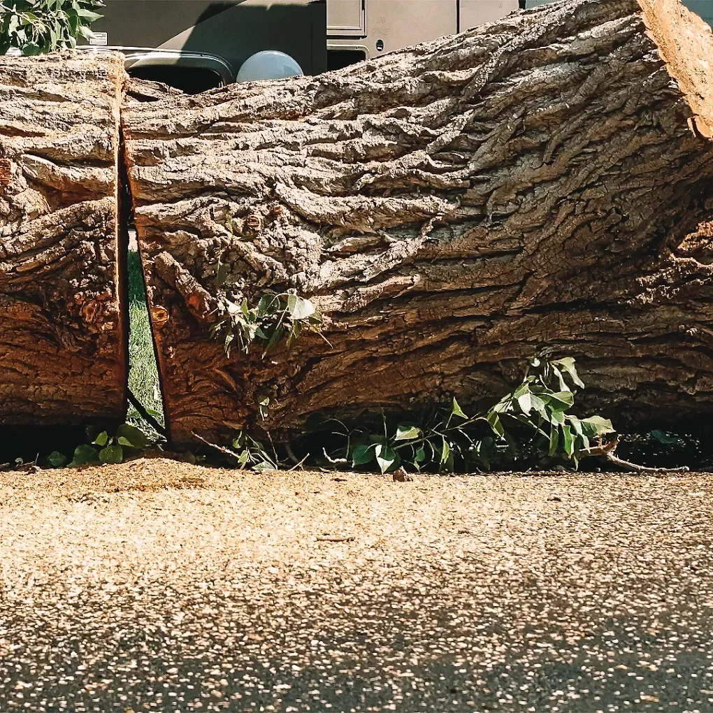 Commercial Tree Services in Hinsdale, IL