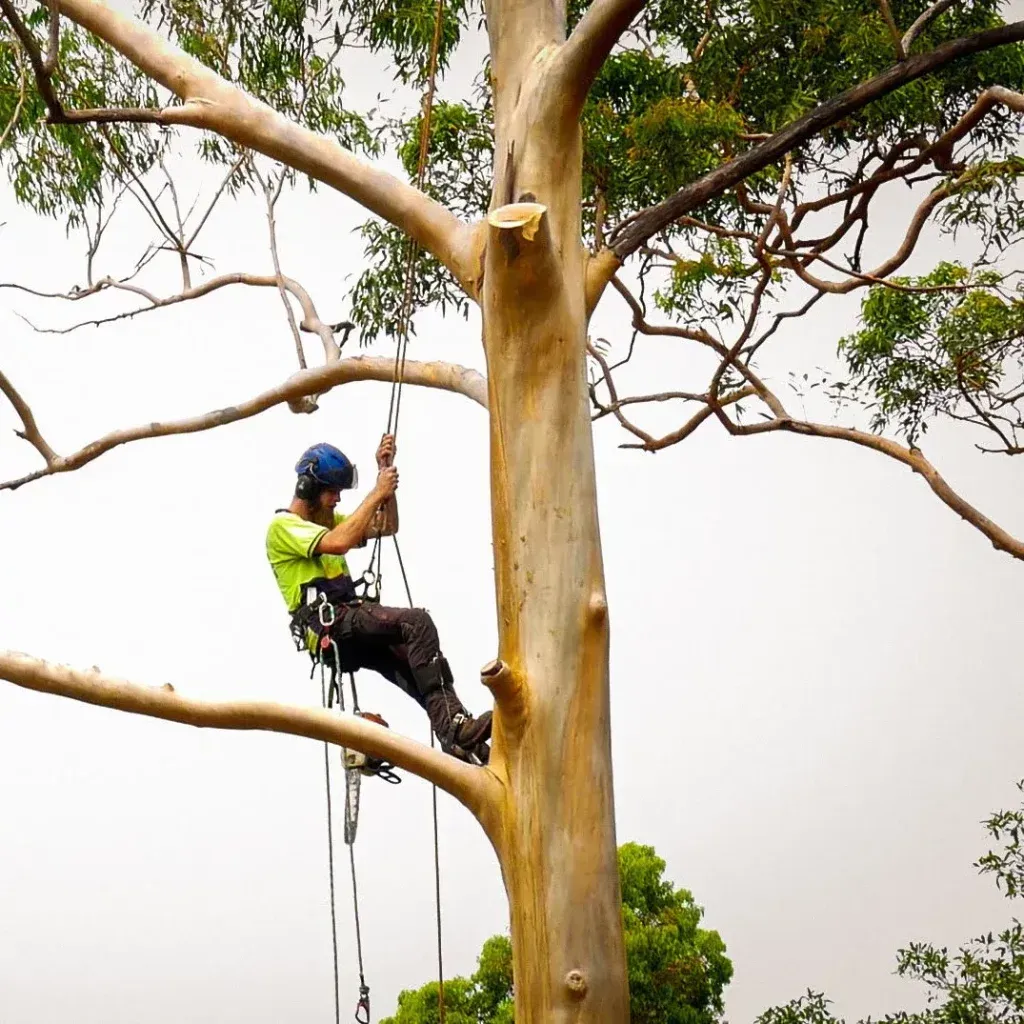 Yard Tree Work for Downers Grove Homes