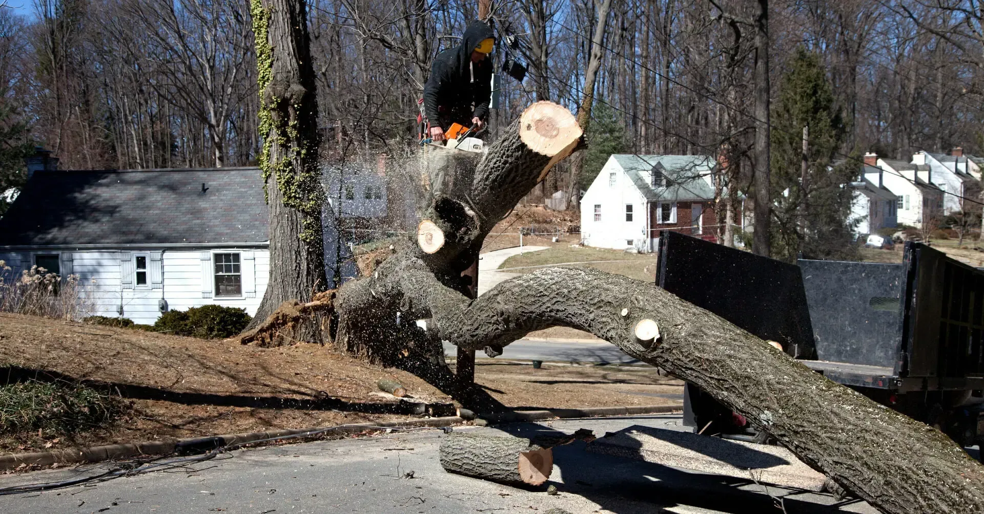 Get More From Your Yard With Tree Services in Naperville