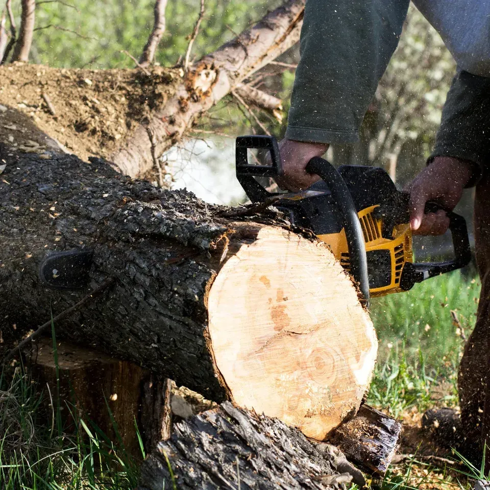 Tree Specialists for Naperville Homes