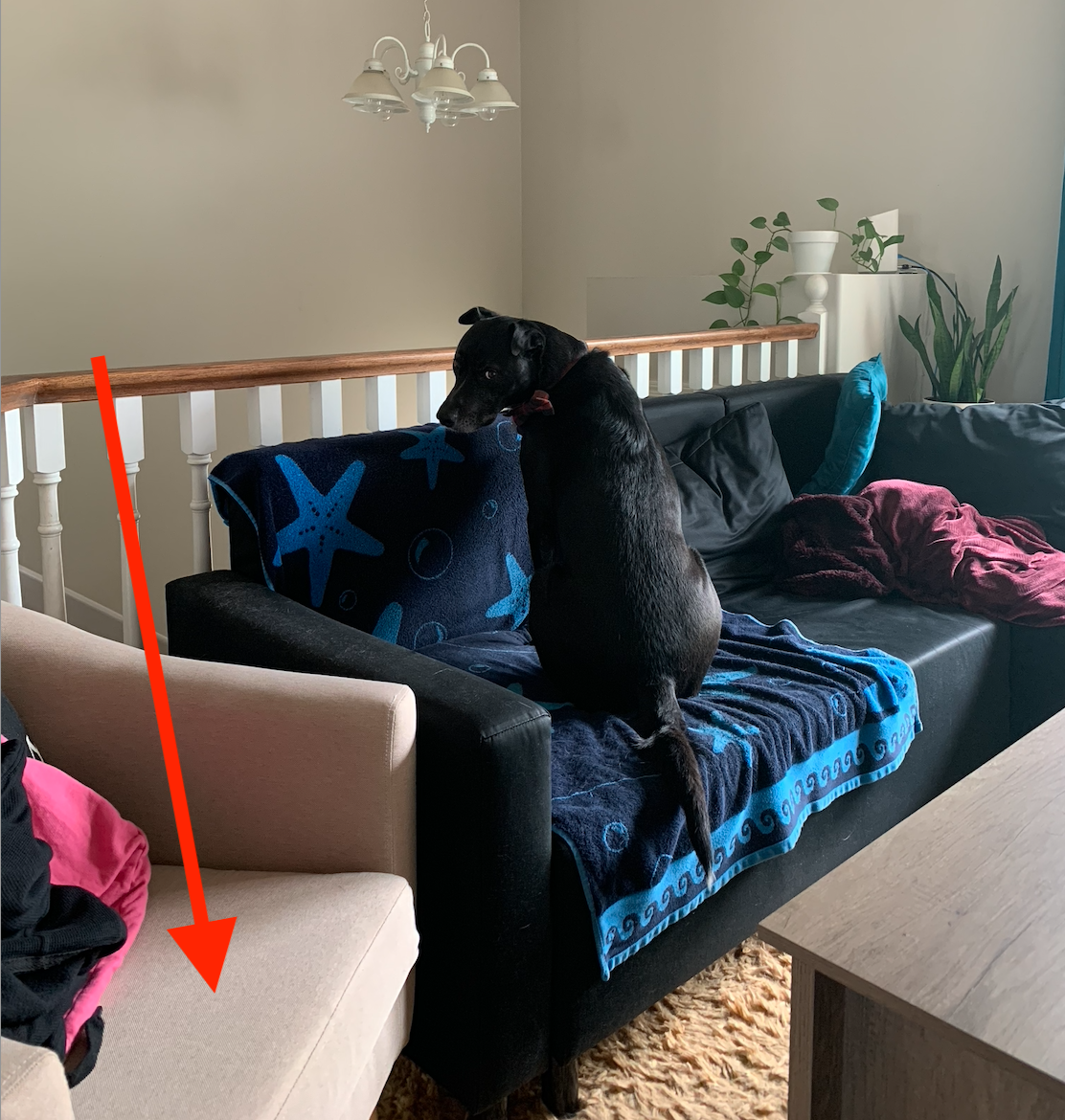 A living room with a dog sitting on the couch looking back