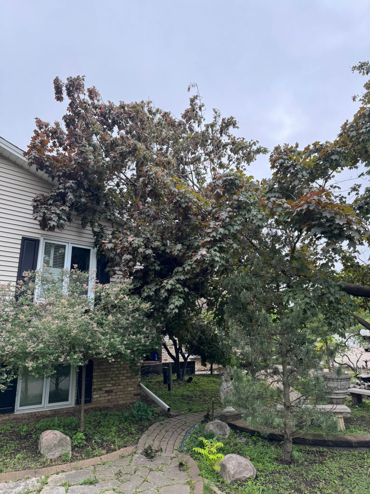 Tree removal services in Oak Grove MN