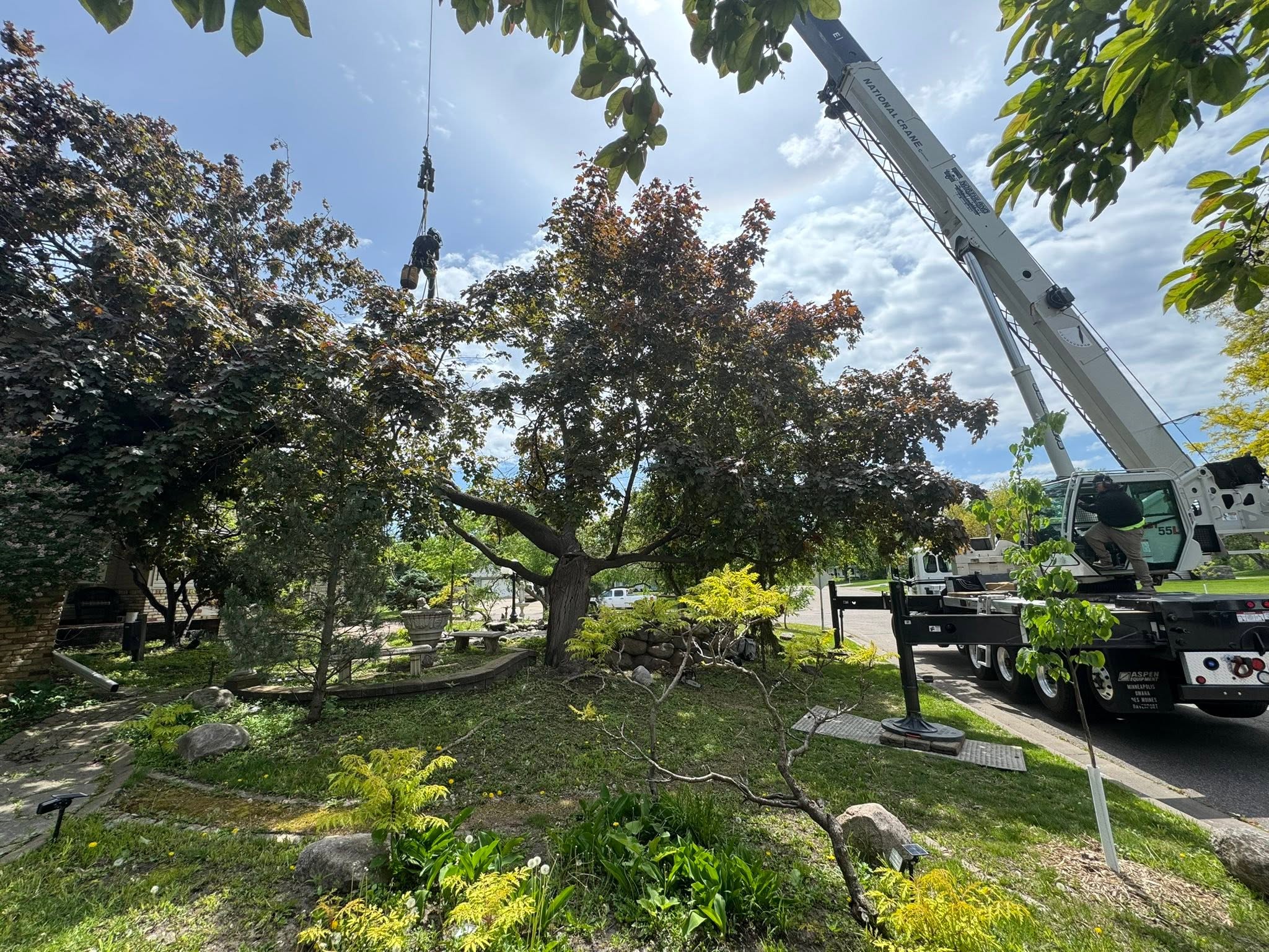 Tree trimming and pruning oak grove mn