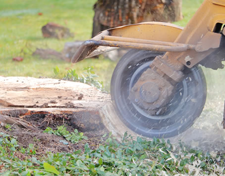 Stump grinding oak grove mn