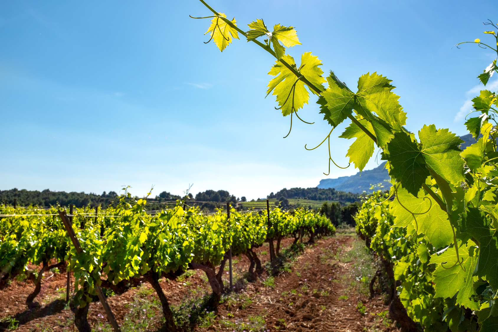Green vineyard rows in daylight.