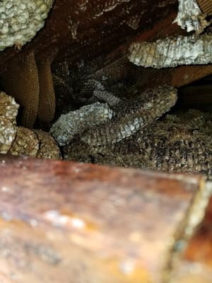 Termite inspection in Florence