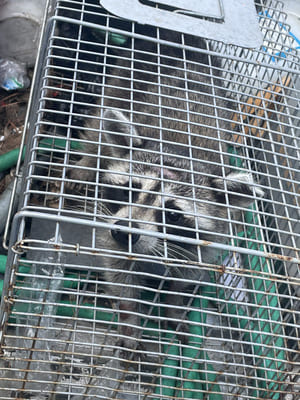 Attic insulation in Florence