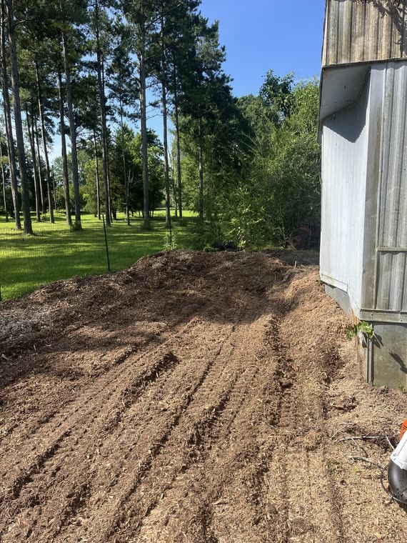 The same ground under the pines beside the building with the stump gone and the dirt graded smooth