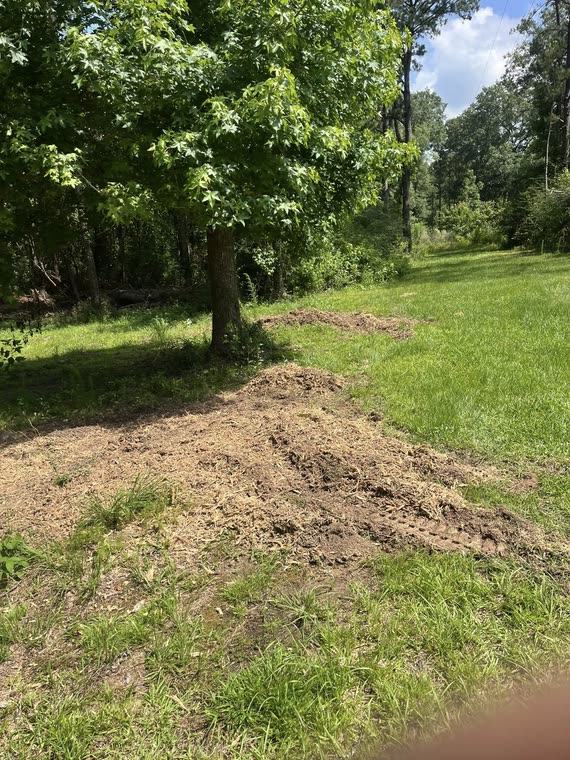 The same spot beside the shade tree with the stump gone and the ground covered in grindings