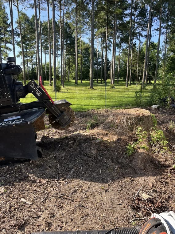 Burton Stump Removal grinder cutting a wide stump down on a property lined with tall pines
