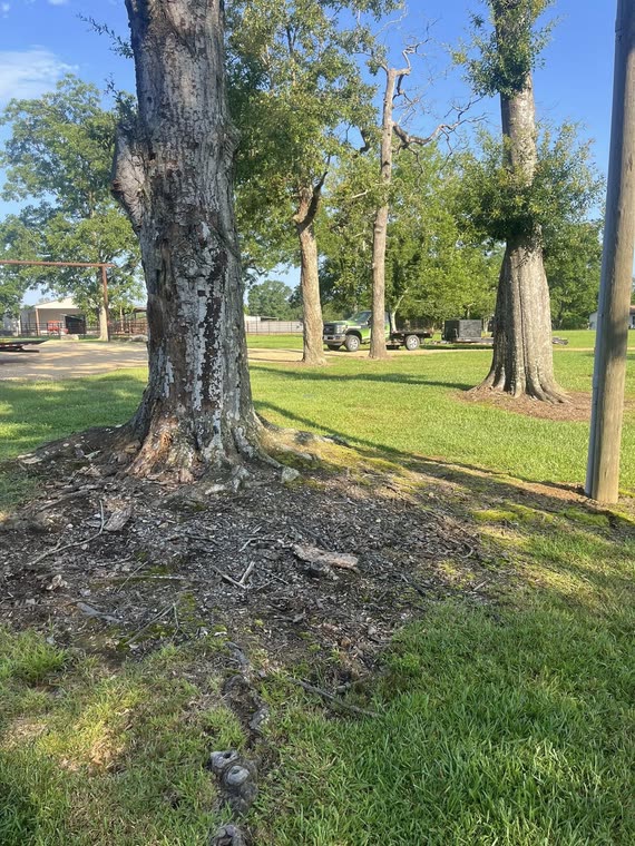 Ground-out roots around the base of a standing shade tree with the surrounding lawn left intact