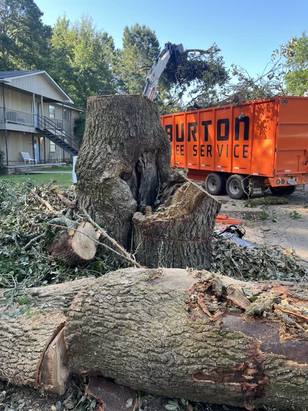 A large pile of cut hardwood and the Burton truck and trailer on a big removal job in progress