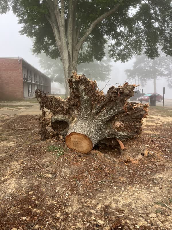 Burton Stump Removal grinder cutting a large hardwood stump down with grindings flying