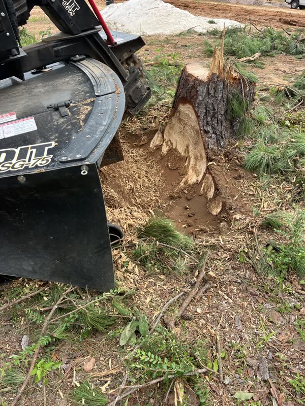 Close-up of the Burton stump grinder cutting a stump down with wood chips flying