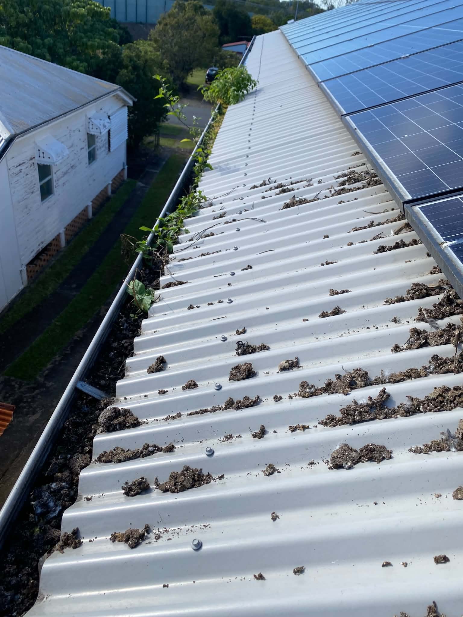 Gutters before cleaning