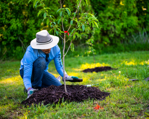 Mulch Installation Sarasota