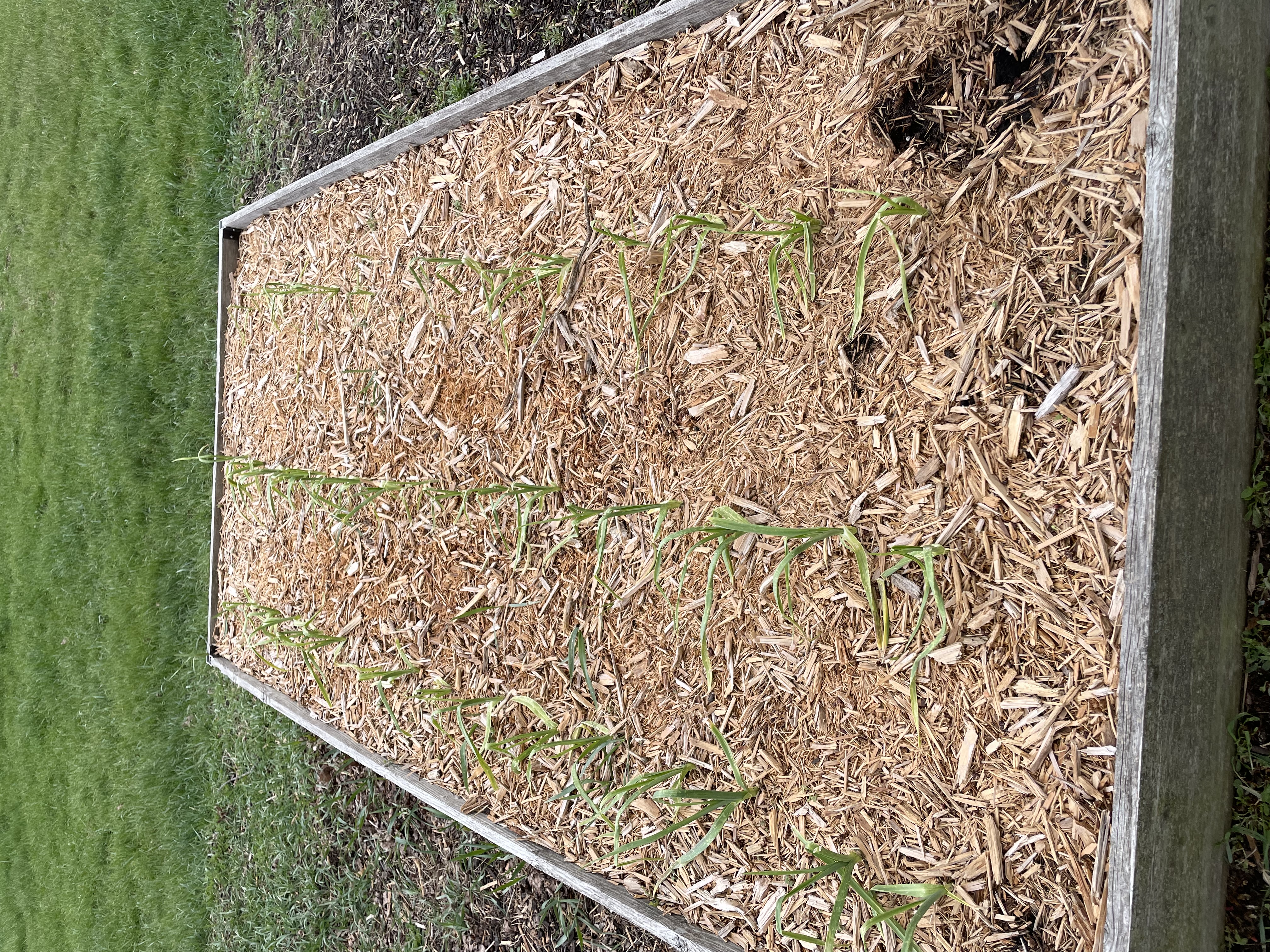 Garlic Sprouts