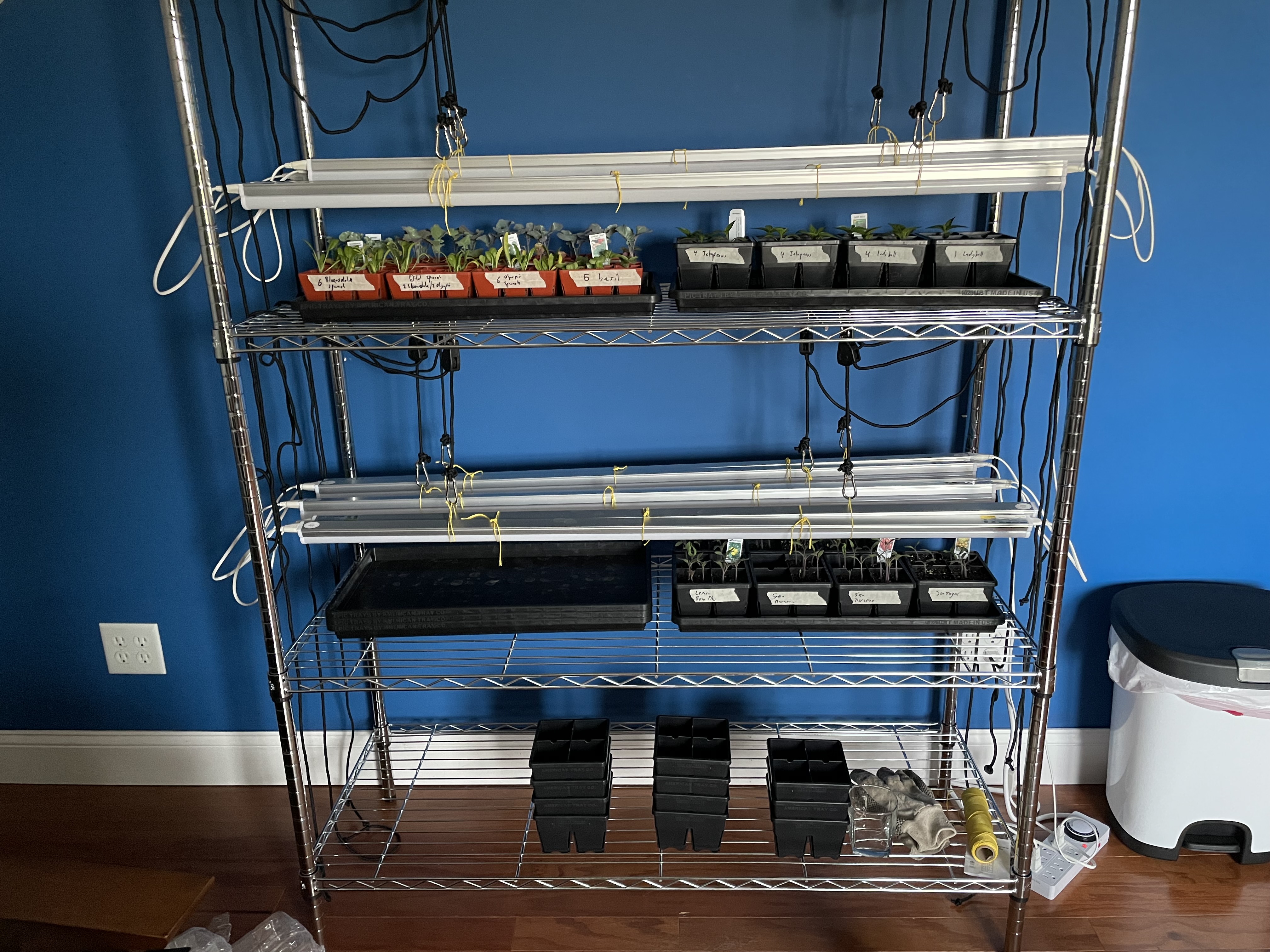 Plant Seedlings