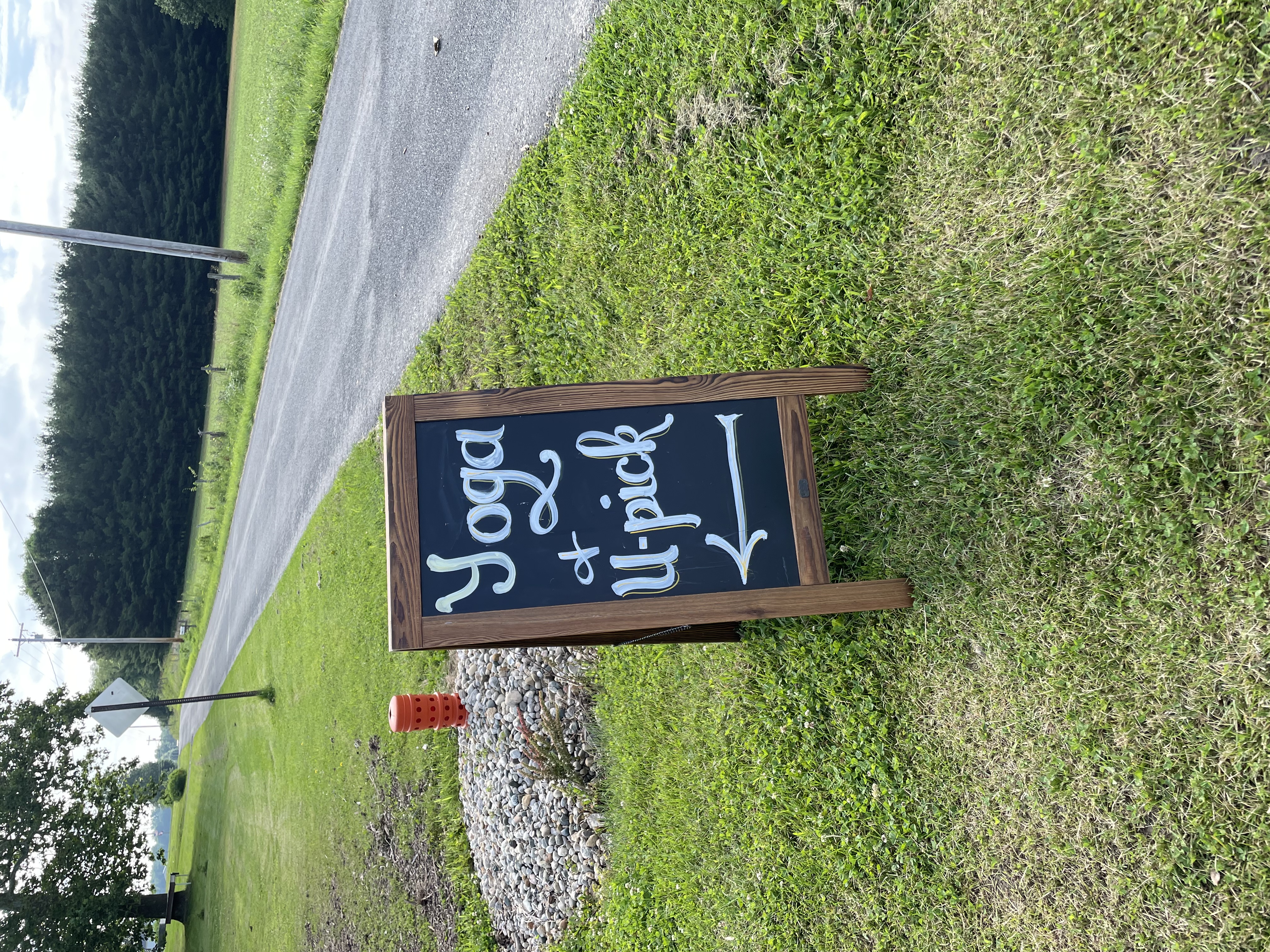 Yoga and Y-Pick at Sycamore Tree Farm and Flower Yoga and Y-Pick at Sycamore Tree Farm and Flower