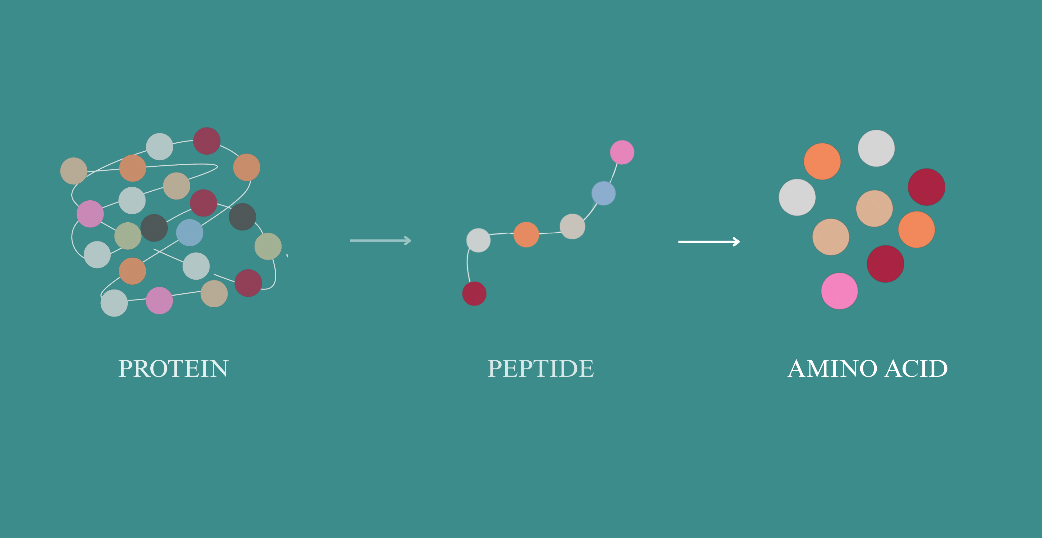 What are peptides What are peptides