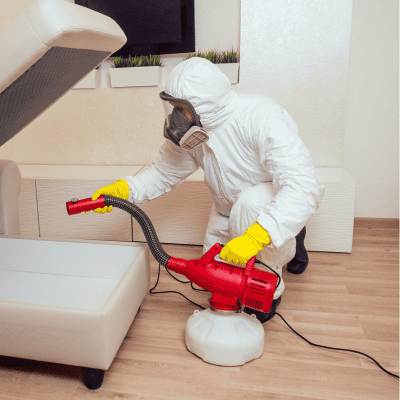 Termite Control in Maryland
